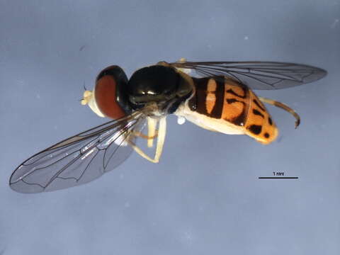 Image of Syrphid fly