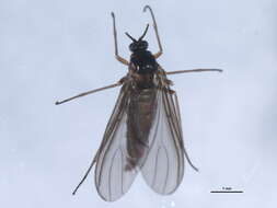 Image of Sciara kitakamiensis Sutou 2004