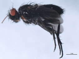 Image of woodlouse flies