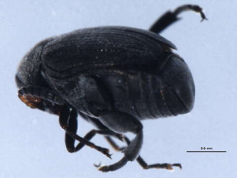 Image of Broom Seed Beetle