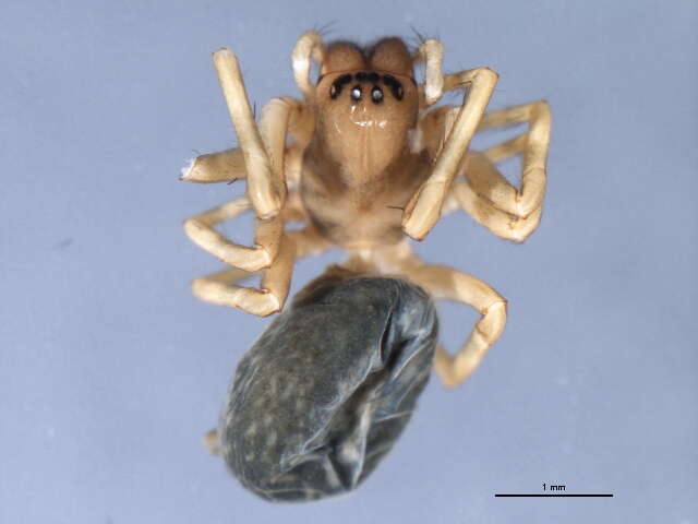 Image of Black lace-weaver