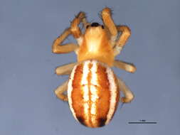 Image of Araneus pratensis (Emerton 1884)