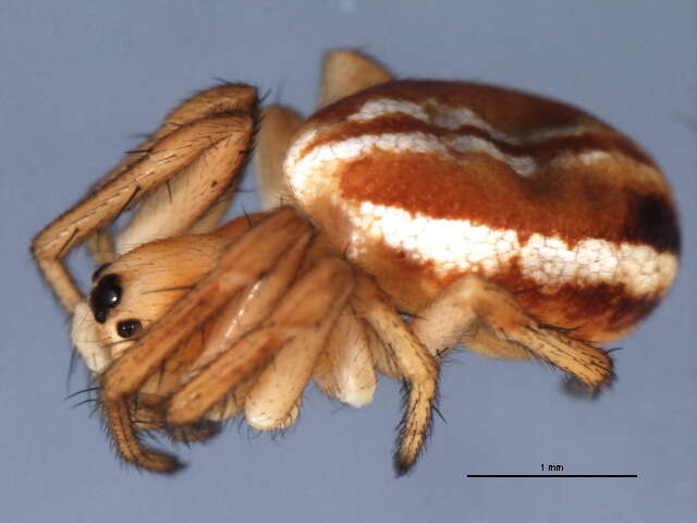 Image of Araneus pratensis (Emerton 1884)