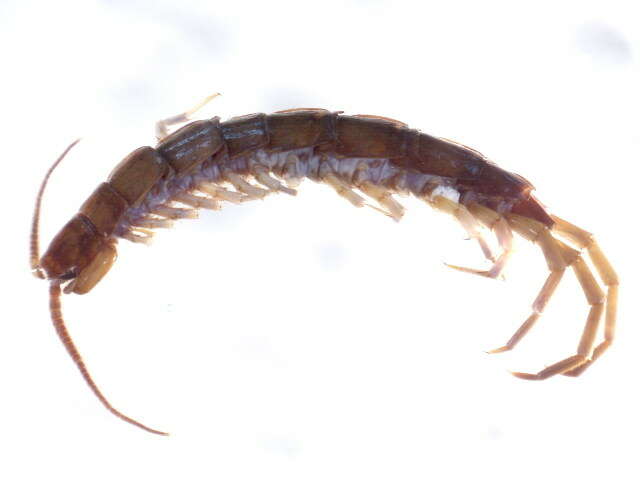 Image of Common centipede