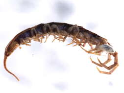 Image of Common centipede