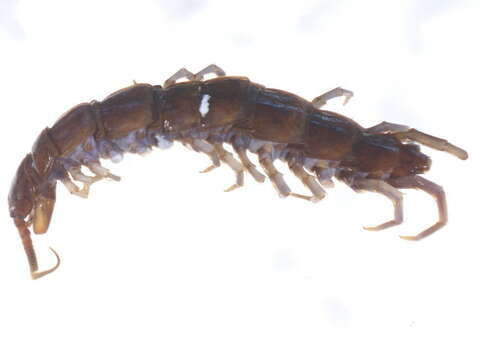 Image of Common centipede