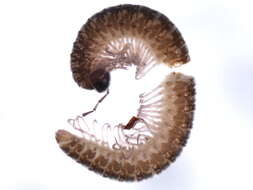 Image of Cleidogonidae
