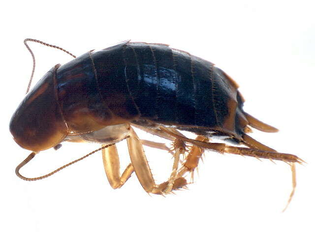 Image of Wood Cockroaches