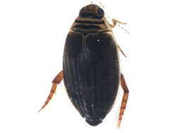 Image of predaceous diving beetles