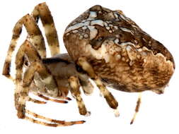 Image of Garden spider