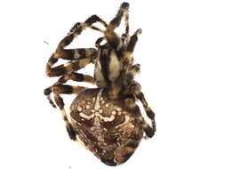 Image of Garden spider