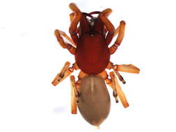 Image de Dysdera crocata C. L. Koch 1838