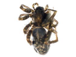 Image of Stone Spider