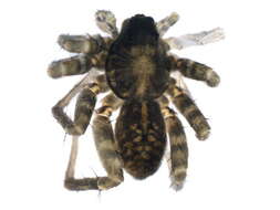 Image of Stone Spider