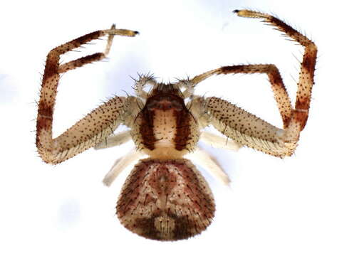 Image of Northern Crab Spider