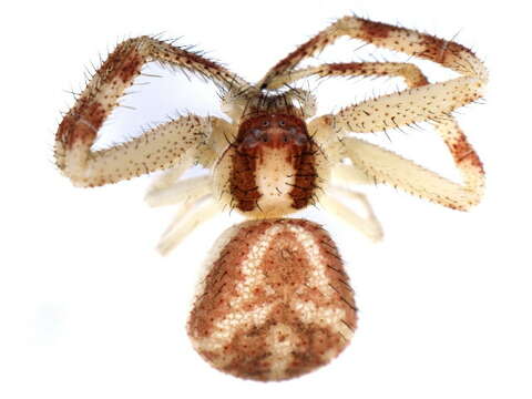 Image of Northern Crab Spider