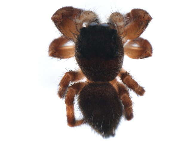 Image of Phidippus princeps (Peckham & Peckham 1883)