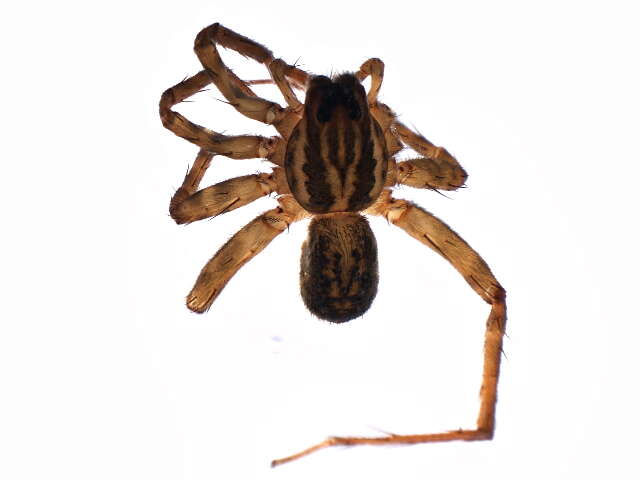 Image of Piratula insularis (Emerton 1885)