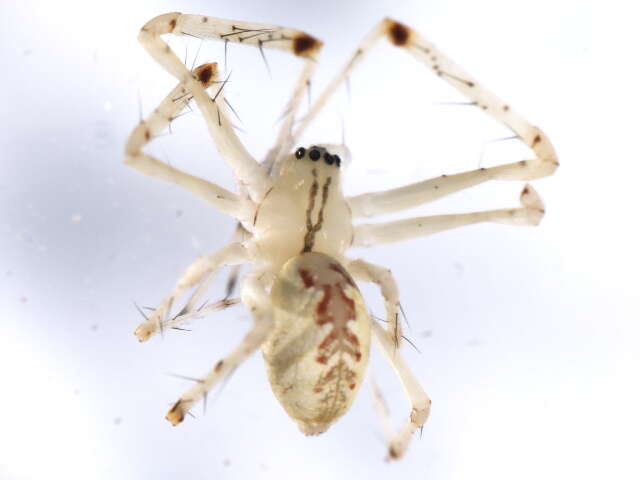 Image of Hammock Spider