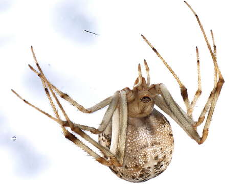 صورة Parasteatoda