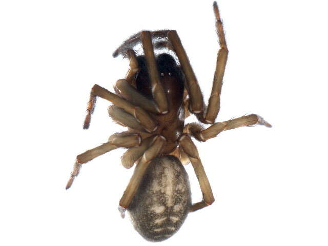 Image of Black lace-weaver