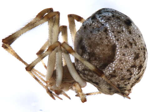 صورة Parasteatoda