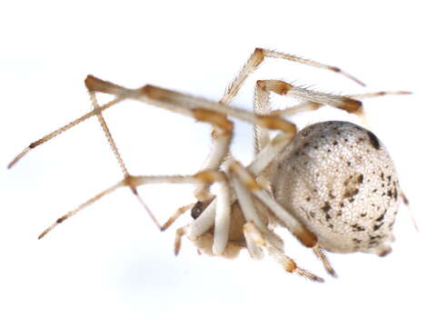 صورة Parasteatoda