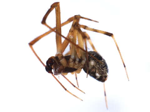 Image of Parasteatoda