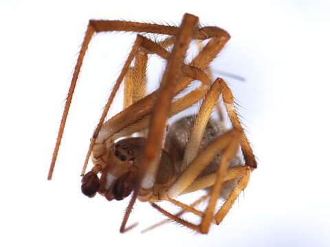 Image of Parasteatoda