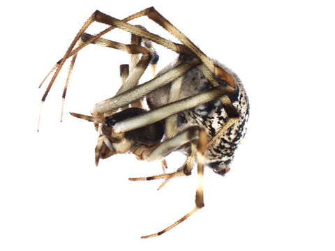 Image of Parasteatoda