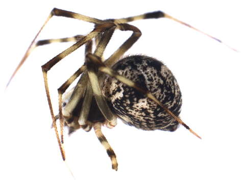 Image of Parasteatoda