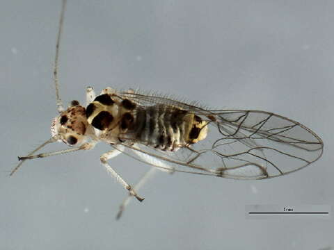 Image of Psocomorpha