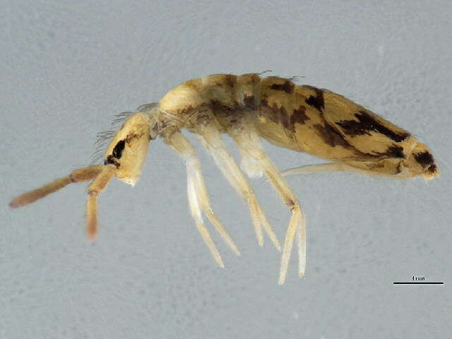 Image of Springtail