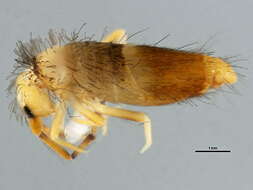 Image of Springtail