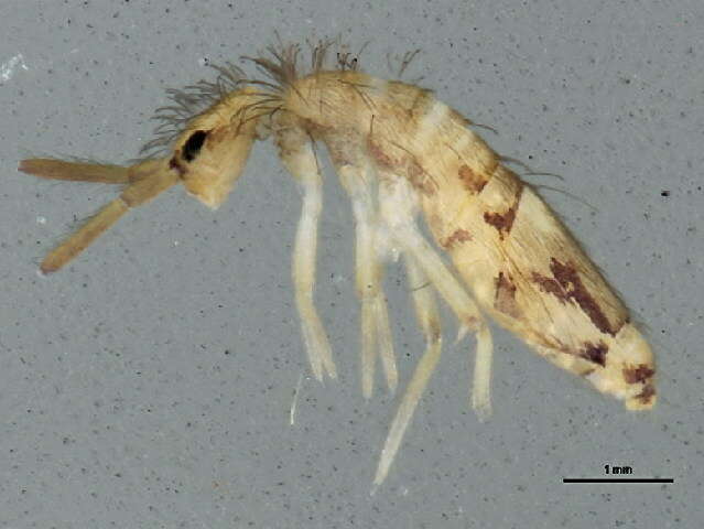 Image of Springtail