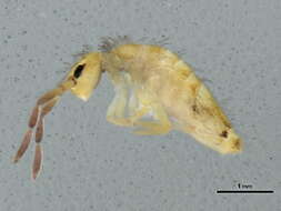 Image of Springtail