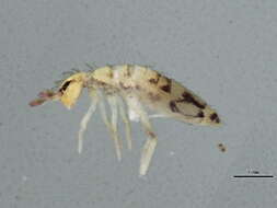 Image of Springtail