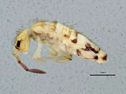 Image of Springtail