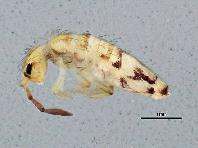 Image of Springtail