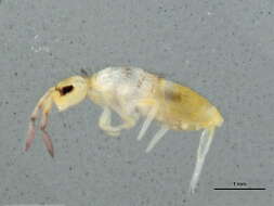 Image of Springtail