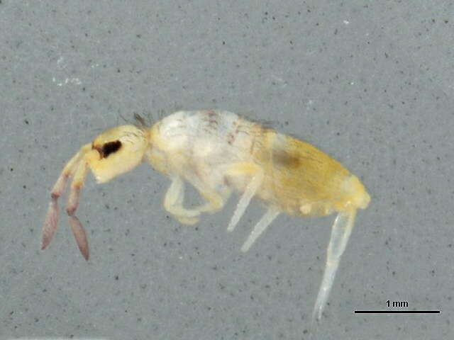 Image of Springtail