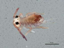 Image of Dicyrtomina ornata (Nicolet & H 1842)