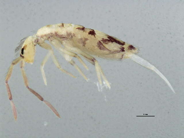 Image of Springtail