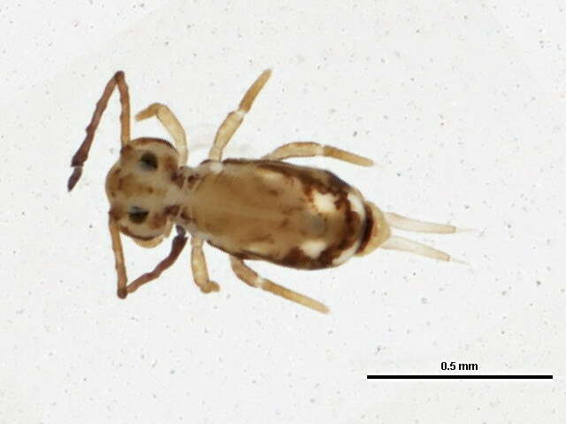 Image of Dicyrtomina