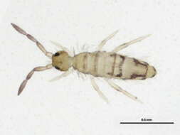 Image of Springtail