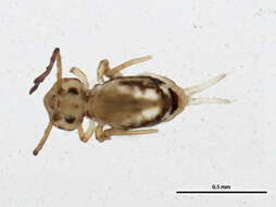 Image of Dicyrtomina