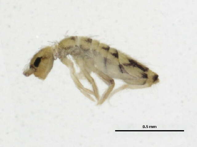 Image of Springtail