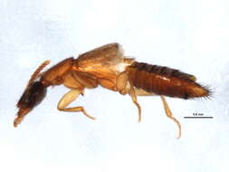 Image of Lithocharis nigriceps Kraatz 1859