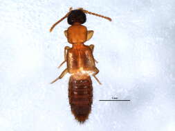 Image of Lithocharis nigriceps Kraatz 1859