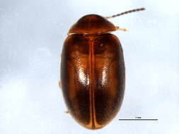 Image of Plate-thigh and Marsh Beetles